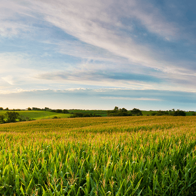 corn field